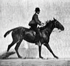 Film showing a horse running.
