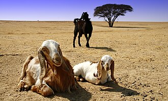 د سوېلي ولسوالۍ انځور