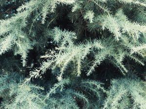 Dark and light green cedar leaves fill the entire photo.