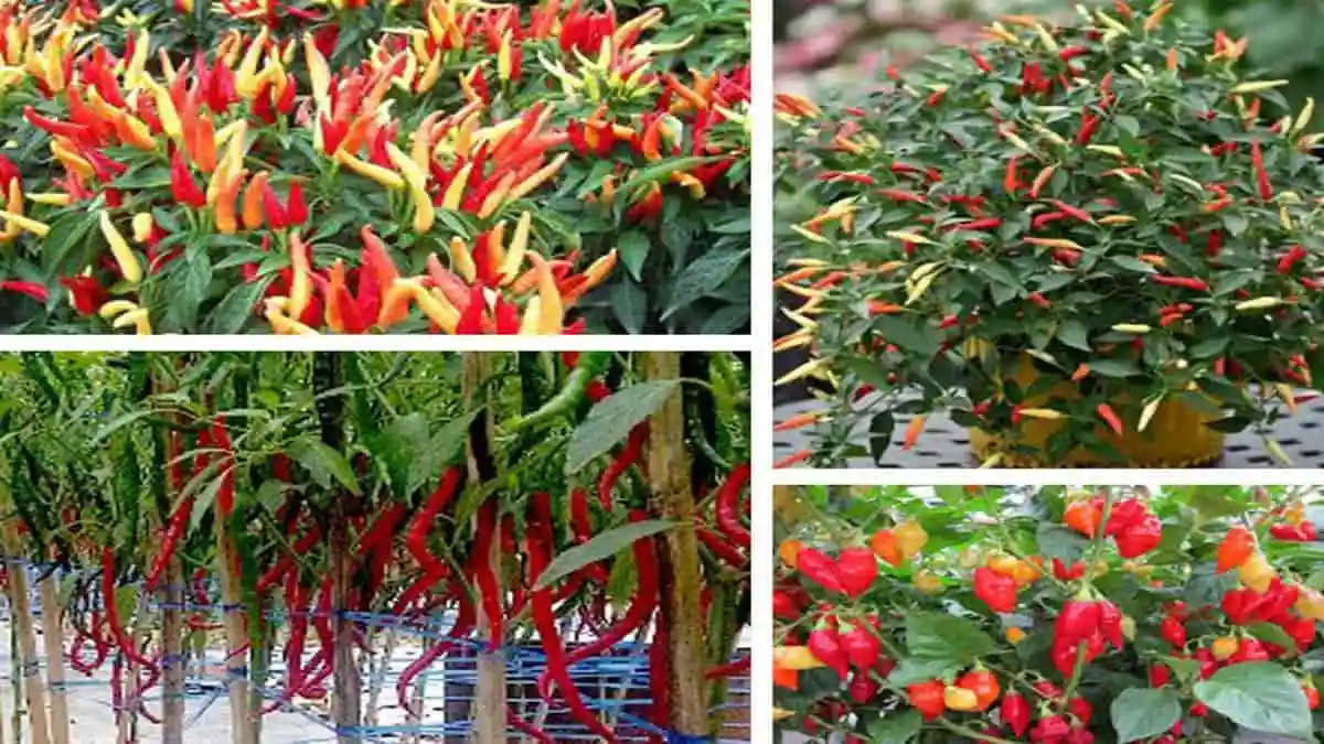tahapan cara menanam cabe dalam pot secara organik