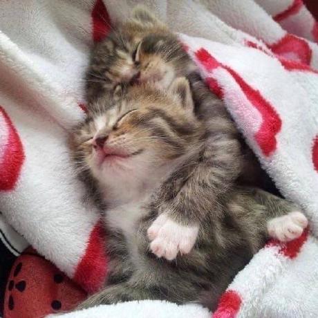 @purr