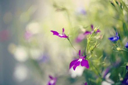 photography macro HD Desktop Wallpaper | Background Image