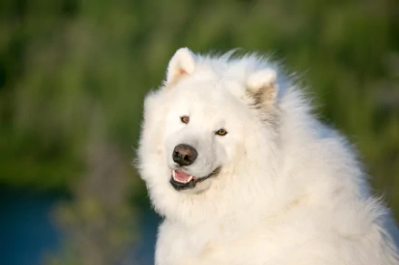 A close-up of a smiling Samoyed dog with fluffy white fur, set against a blurred green background, showcasing its friendly expression in stunning 4K Ultra HD resolution.