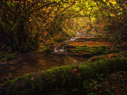 HD PC desktop wallpaper showcasing a serene forest stream surrounded by moss-covered rocks and autumn foliage in a tranquil natural setting.