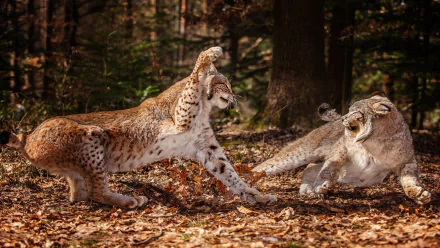 A stunning HD desktop wallpaper featuring two lynxes playing in a forest, surrounded by autumn leaves and soft sunlight filtering through the trees.