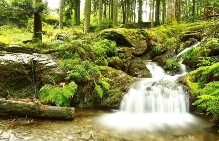 HD nature desktop wallpaper showcasing a serene forest stream flowing over moss-covered rocks surrounded by lush green ferns and tall trees.