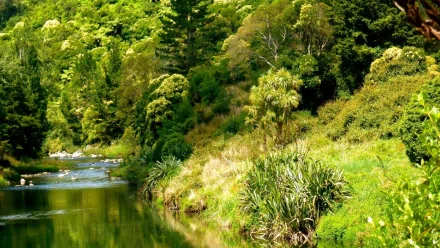 HD PC desktop wallpaper featuring a lush green forest with a calm, flowing stream surrounded by dense vegetation and vibrant natural scenery.