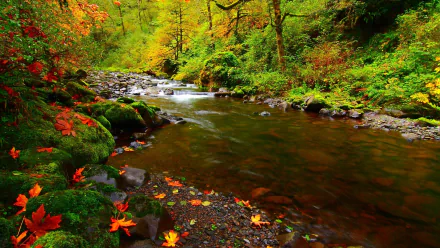 A serene stream flows through a vibrant forest, adorned with lush greenery and colorful autumn leaves. This stunning nature scene serves as a beautiful HD desktop wallpaper.