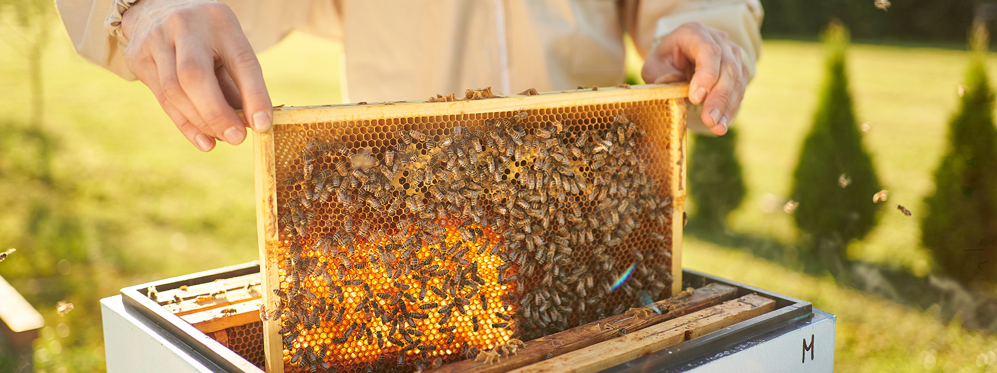 Beekeeper,Removing,Honeycomb,From,Beehive.,Person,In,Beekeeper,Suit,Taking Image